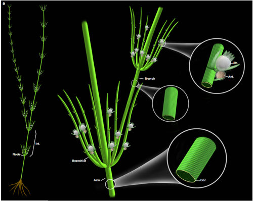 基于化石和现代轮藻纲构建的奇迹塔里木轮藻复原图(欧冠官方网站博物馆刘茜绘制)